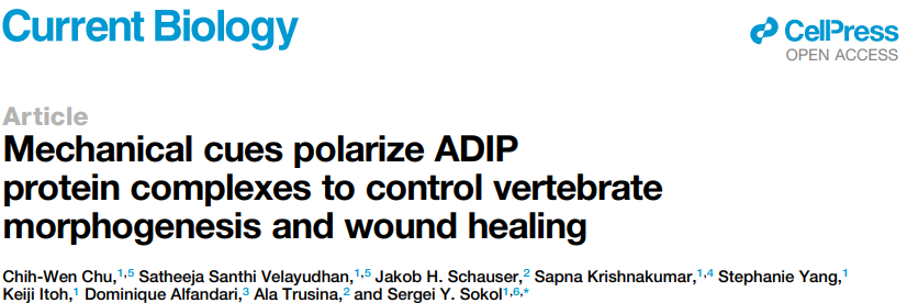牛津儀器Andor超大靶面、超靈敏sCMOS 相機