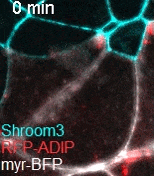 牛津儀器Andor超大靶面、超靈敏sCMOS 相機 牛津儀器Andor超大靶面、超靈敏sCMOS 相機