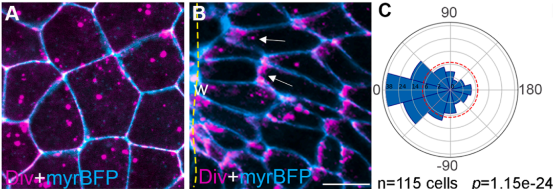 牛津儀器Andor超大靶面、超靈敏sCMOS 相機